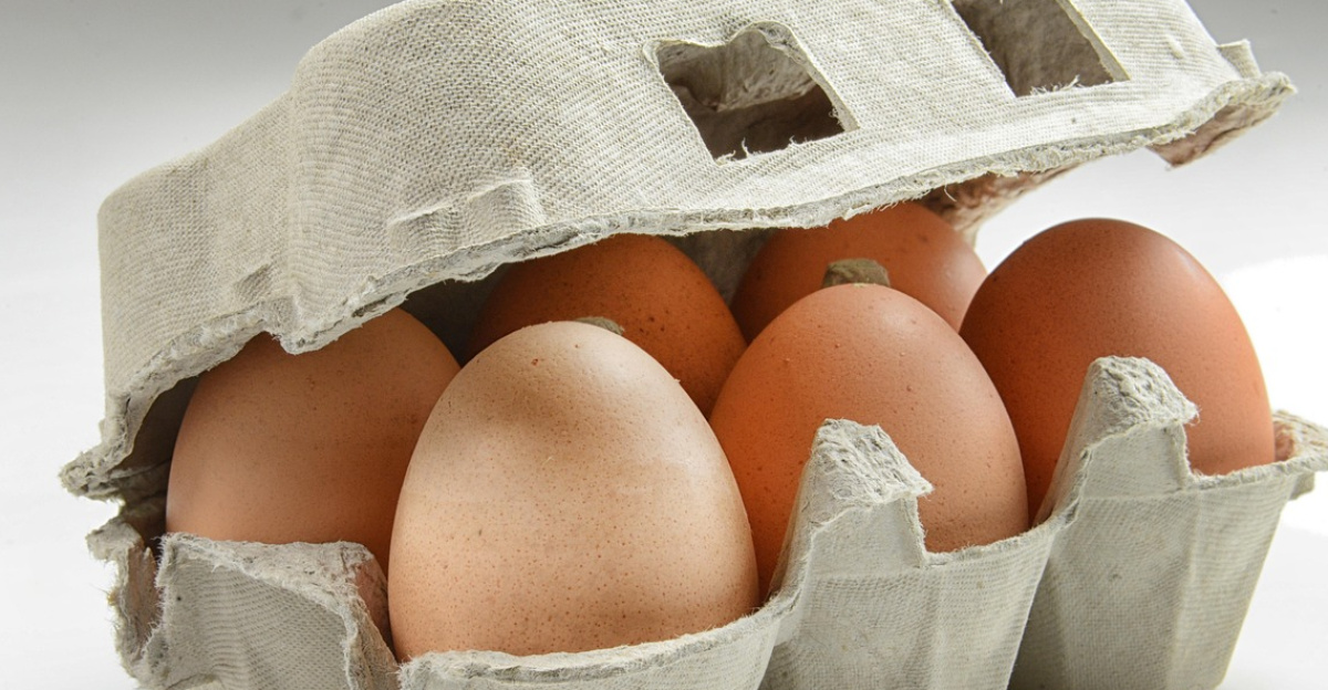 hen's egg, organic egg, egg, eggshell, poultry, chicken