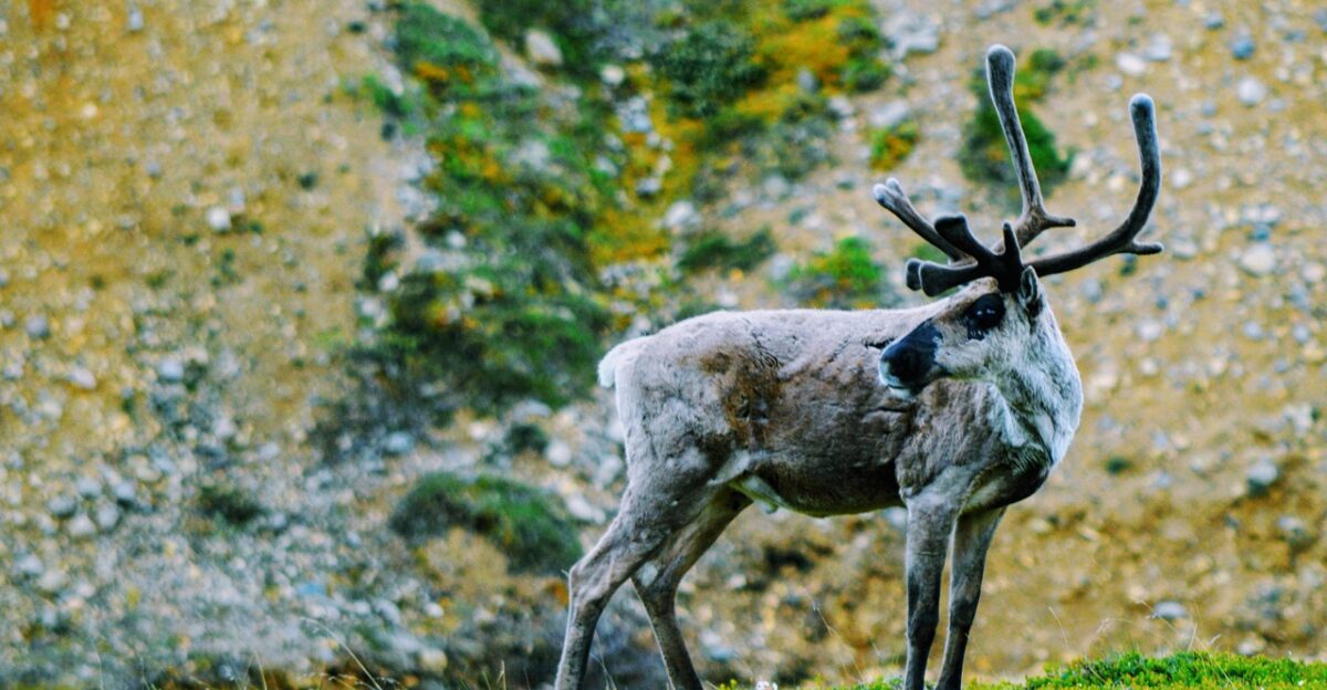 caribou alaska denali national park caribou caribou caribou caribou caribou