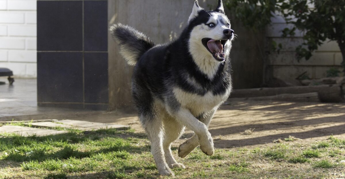 siberian husky animal pet husky dog