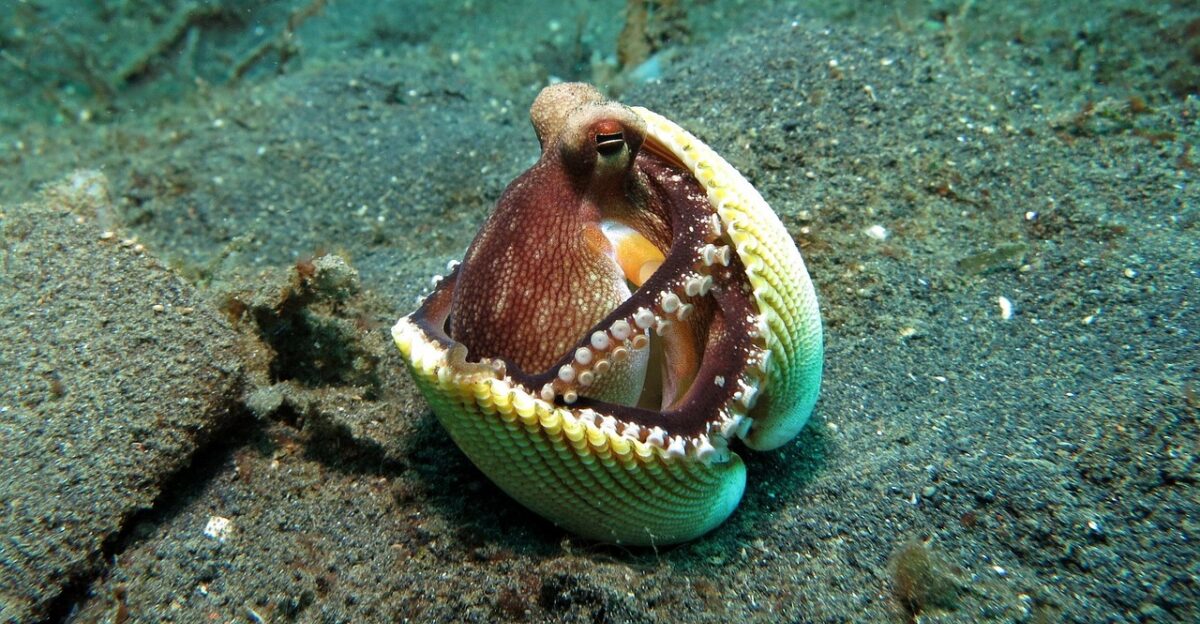 octopus behavior underwater sea nature reef wildlife tropical marine coral water indonesia ocean lembeh life shell sulawesi tentacle cephalopod scuba camouflage protection hide octopus octopus octopus octopus octopus