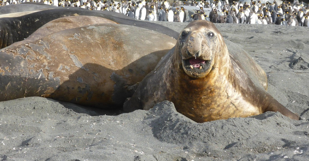 elephant seal, south georgia, antarctic, southern ocean, elephant seal, elephant seal, elephant seal, elephant seal, elephant seal, south georgia