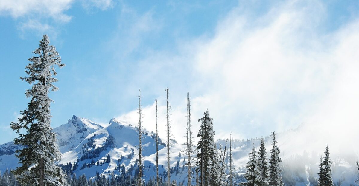 mountains mount rainier snow trees nature mt rainier evergreens snowy mountains