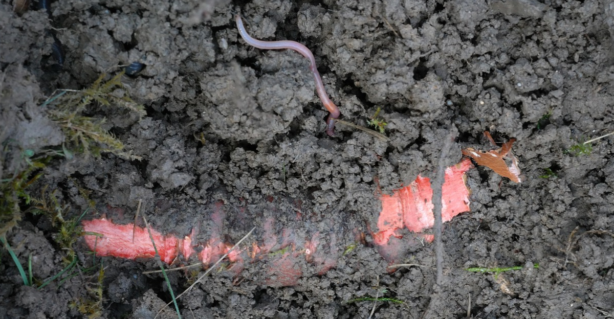 root, earth, nature, red, plant, floor, earthworm, iris, iris root