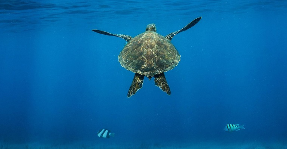 sea turtle, turtle, underwater, coral, seaweed, ocean, sea life, nature, composite