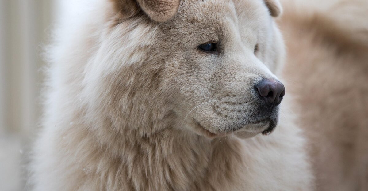 chow chow dog pet canine animal nature fur snout chow mammal dog portrait animal world