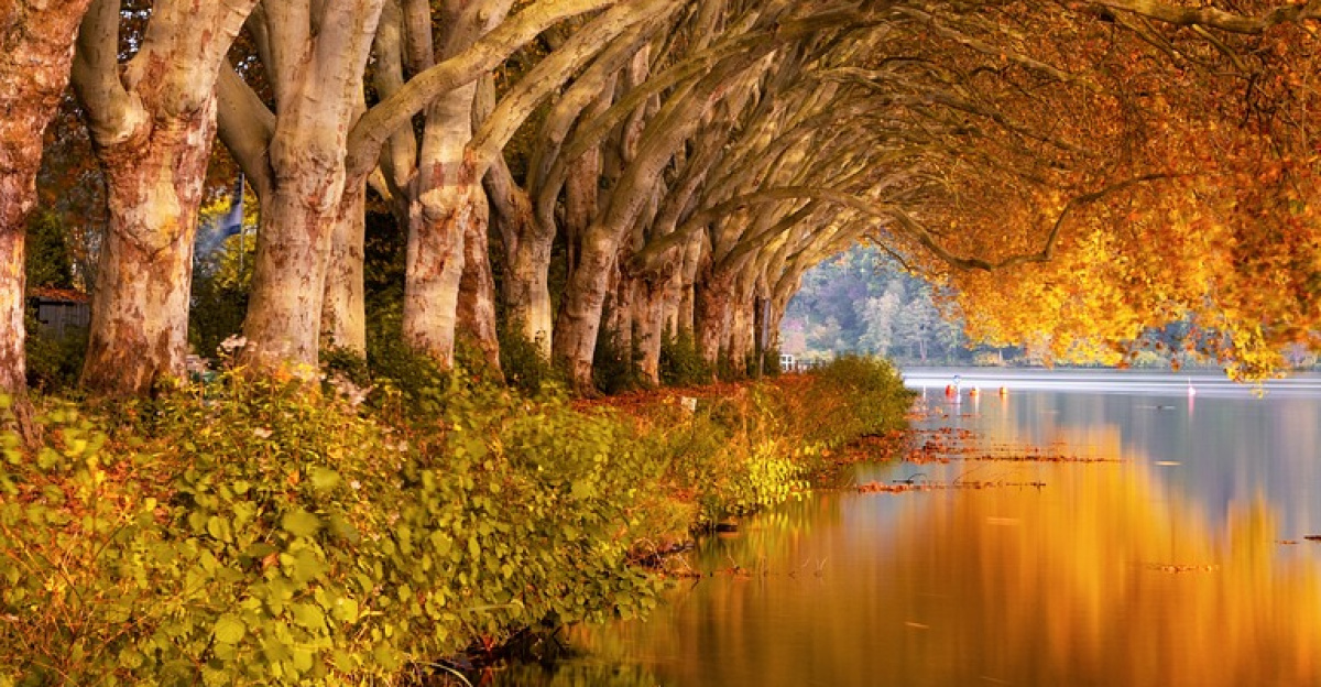 fall, lake, plane trees, nature, landscape, water, mood, scenic, reflection, romantic, quiet, waters, the atmosphere, ruhr area, baldeneysee, fall, fall, fall, fall, fall, lake