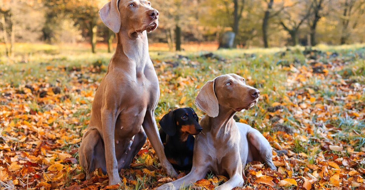 dogs canines weimaraners dachshund domestic animals animal fall leaves forest nature