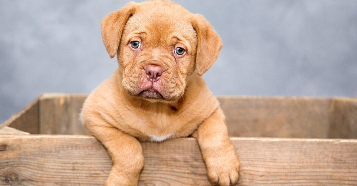 puppy dog pet cute brown dog purebred nature dog breed portrait dog portrait mammal animal domestic domestic dog canine