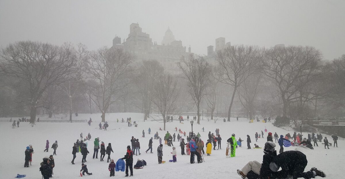 snow central park new york new cold tree york central park new york cityscape landscape frozen nature winter manhattan sledding gray news gray park gray new