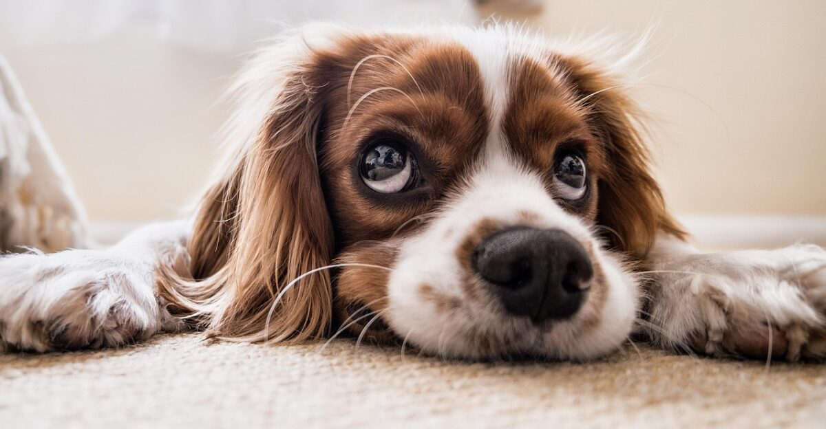 puppy pet canine dog animal lying nature eyes fur snout doggy mammal dog portrait animal world cavalier king charles spaniel spaniel cute funny cutie