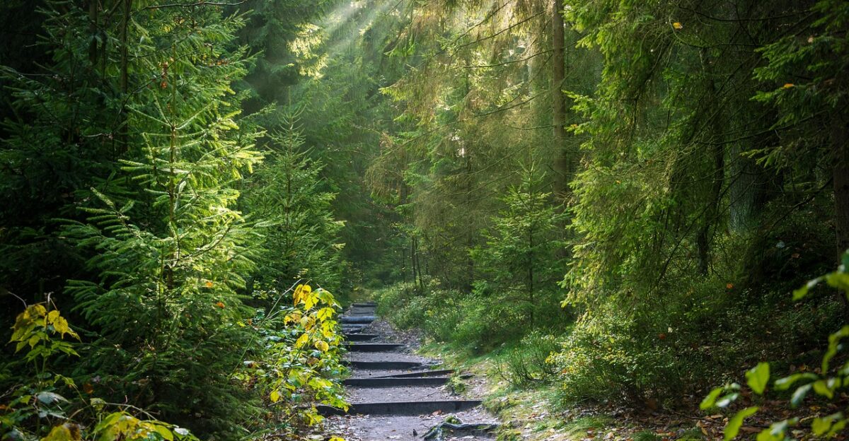 forest trail nature sunbeams forest path path trees woods morning