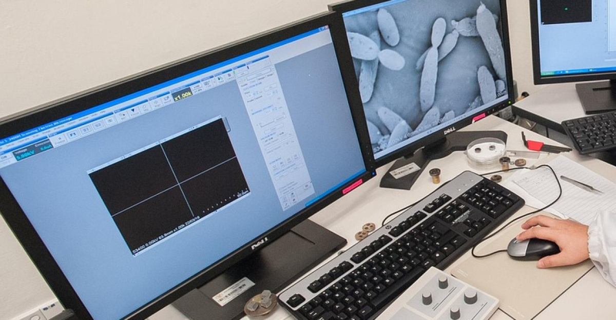 scanning electron microscope, universiti malaysia sabah, biotechnology research institute