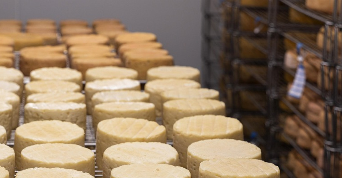 cheese refining milk farm cow agriculture cows farmer rural manufacturing craft crust food cheese cheese cheese cheese cheese