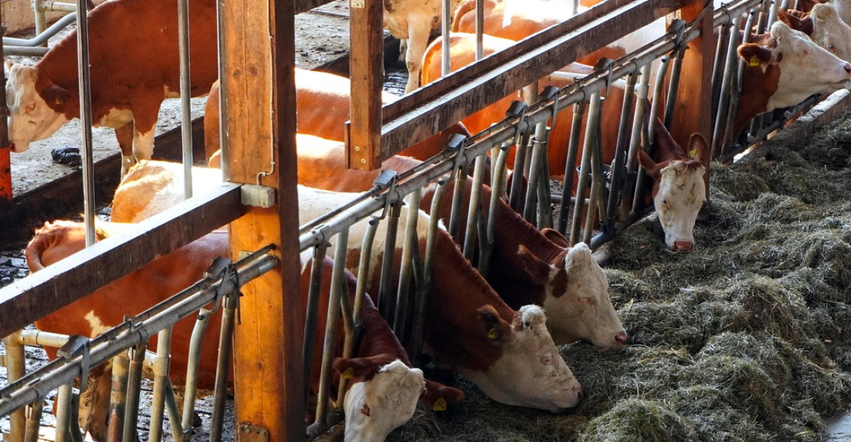 cowshed, farm yard, cows, barn, cattle, agriculture, dairy cattle, cowshed, cowshed, cowshed, cowshed, farm yard, cows, cattle, cattle, cattle, cattle, cattle, dairy cattle