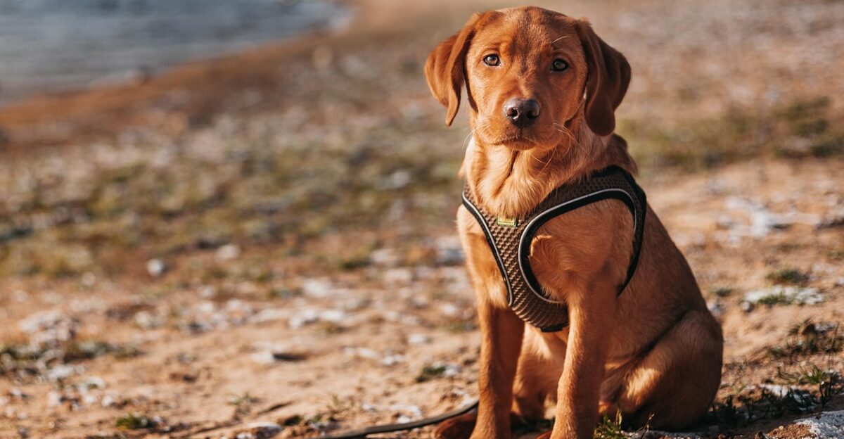 labrador dog mammal animal fox red labrador labrador retriever domestic animal canine pet outdoors nature portrait labrador labrador labrador labrador labrador dog dog dog dog labrador retriever labrador retriever labrador retriever