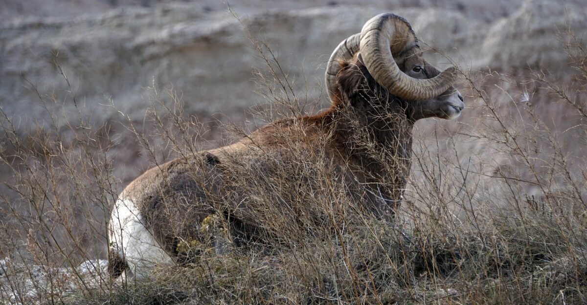 animal nature bighorn sheep mammal species fauna wildlife south dakota