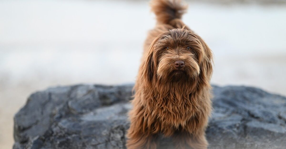 havanese dog canine dog havanese bichon valor chocolate color pet little dog companion dog animal doggie