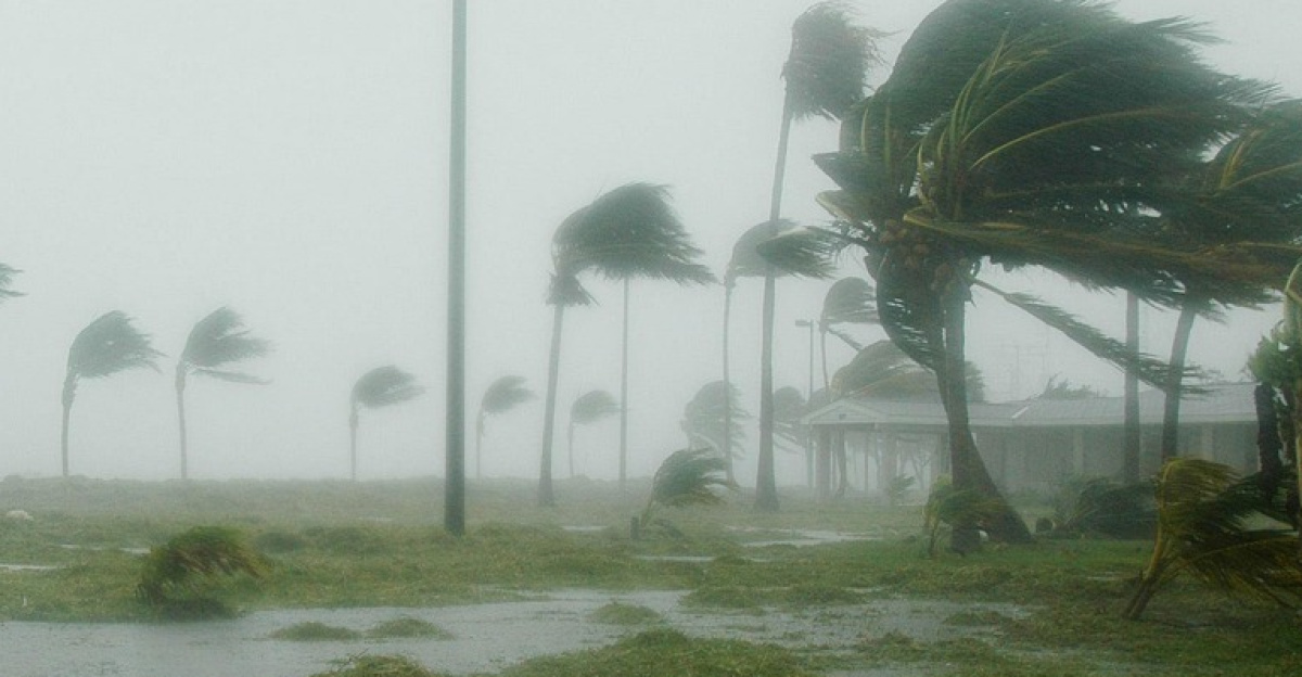 key west, florida, hurricane dennis, nature, storm, wind, windy, rain, dangerous, landscape, palms, palm trees, hurricane, grass, sky, clouds