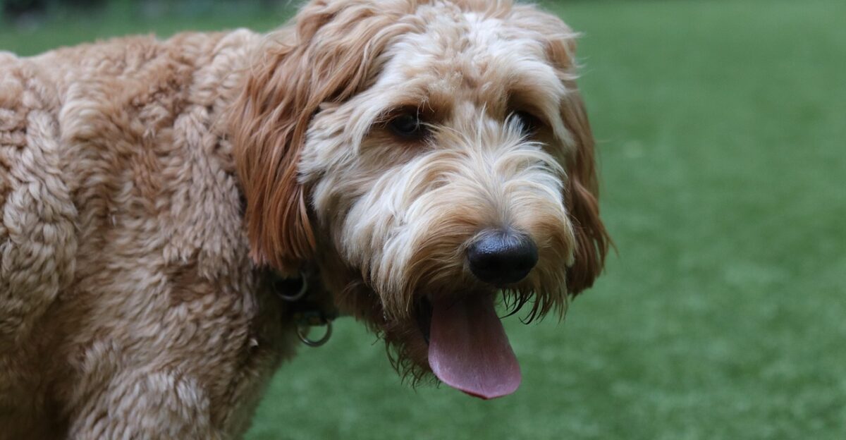 goldendoodle pet dog puppy animal nature grass