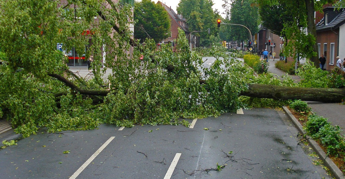 storm, thunderstorm, tree, road, uprooted, nature, overturned, hurricane, tornado, storm damage, lane, devastation, catastrophe, road transport