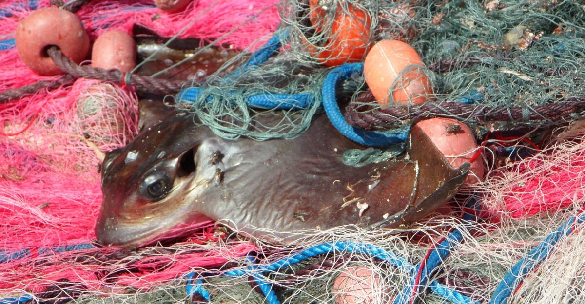 caught web fishing net fishing nets fishing fish nature catch by catch