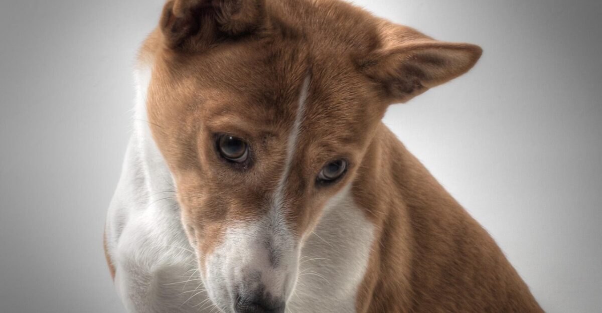 dog animal basenji dog picture pet sorry