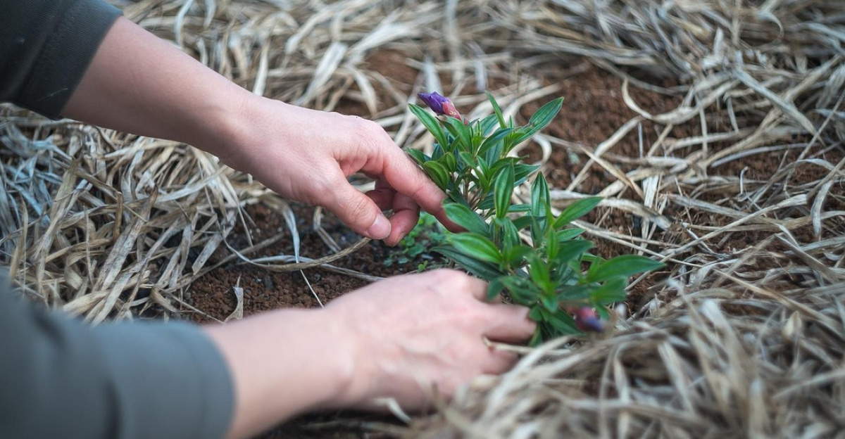 gardening, plant, garden, nature, gardener, woman, yard, backyard, outdoors, gray garden, gray plant, gray gardening, gray plants, gardening, backyard, backyard, backyard, backyard, backyard