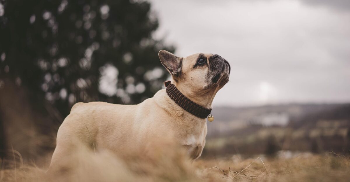 french bulldog dog fall field nature meadow bulldog outdoors pet canine animal