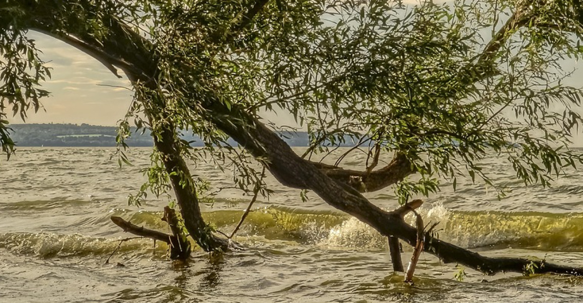 wave, willow, tree, nature, fell