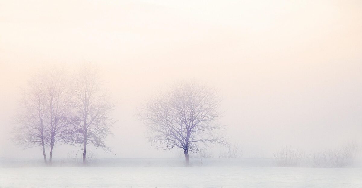 winter landscape trees snow nature snowy freezing cold bare trees tree branches branches white landscape holland snow snow snow snow snow nature white white white landscape