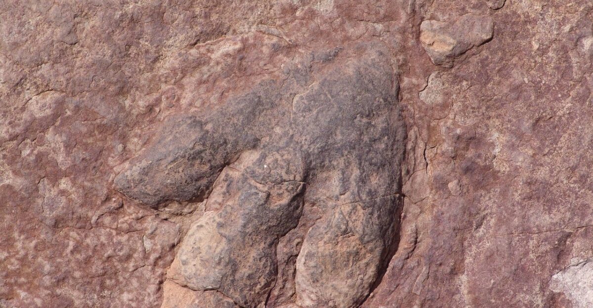 dinosaur footprint footprints footprint sandstone nature foot relic prehistoric dinosaur dinosaurs outline ancient extinct animal historic fossil rock imprint artifact