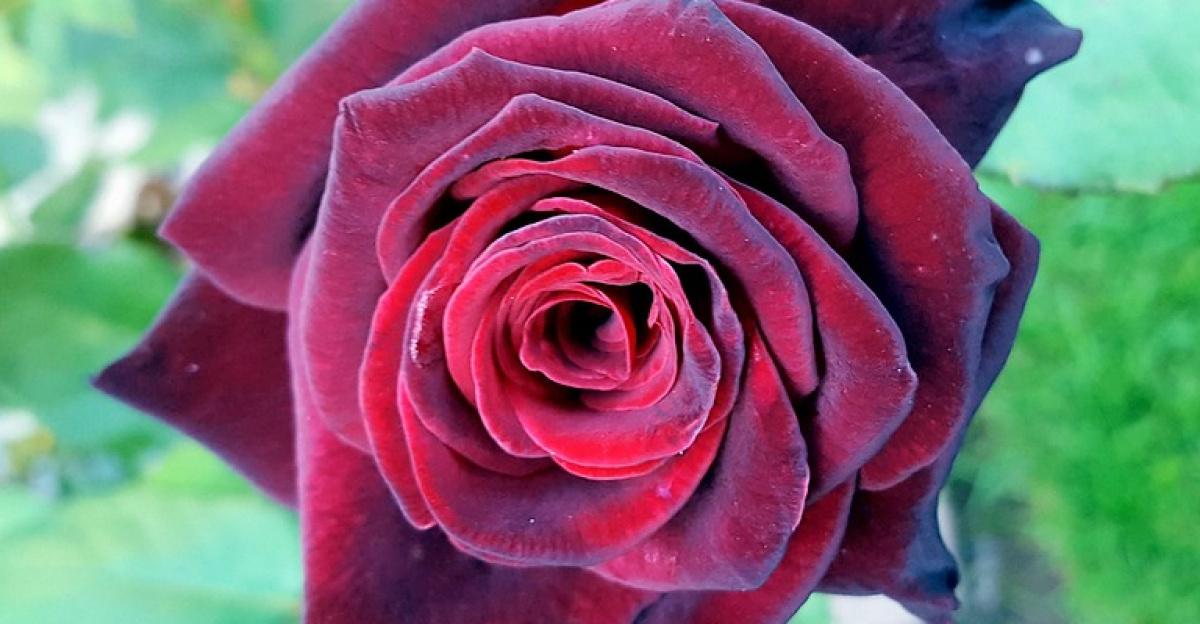 noble rose, garden, dark red, nature, velvet