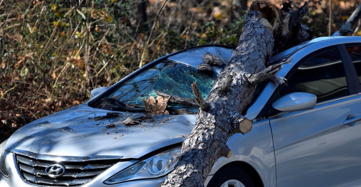 car, car wallpapers, accident, destroyed, fallen tree, insurance, wind gust, tree, vehicle, transportation, report, nature