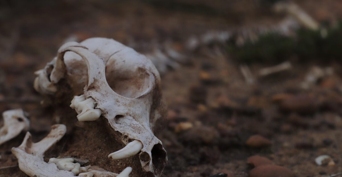 dog animal skeleton bones pet skull horror scary crown head spooky fear brown death brown fear brown skull brown horror