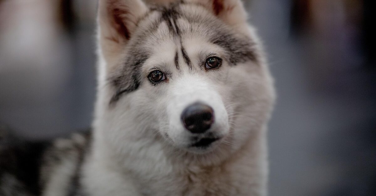 dog canine pet domestic animal nature cute mammal eyes portrait dog dog dog dog dog