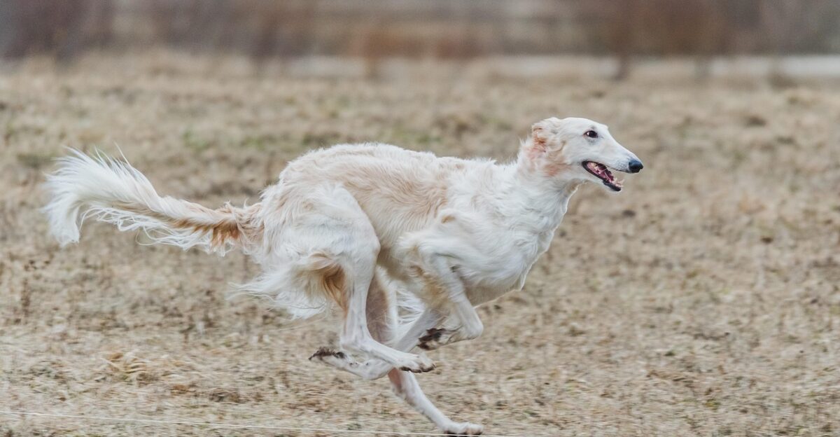 russian borzoi dog running field pet outdoors active nature animal canines agility athletic canine competition fun game
