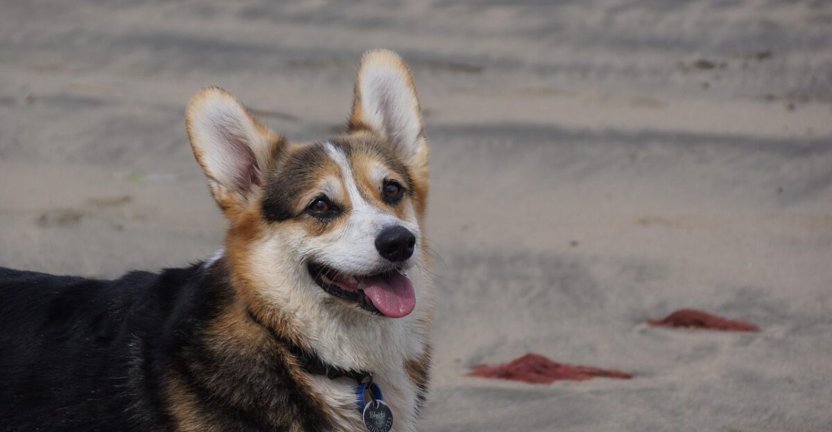 australian cattle dog animal pet corgi gray dog