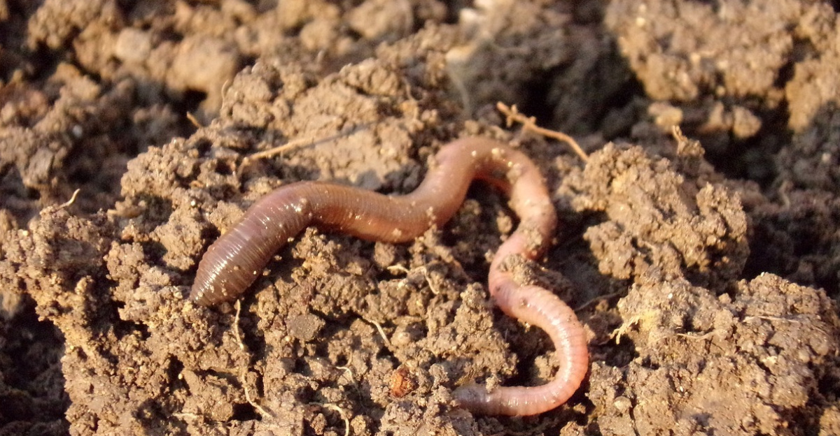 earthworm, soil, dirt, macro, earthworm, earthworm, earthworm, earthworm, earthworm, soil