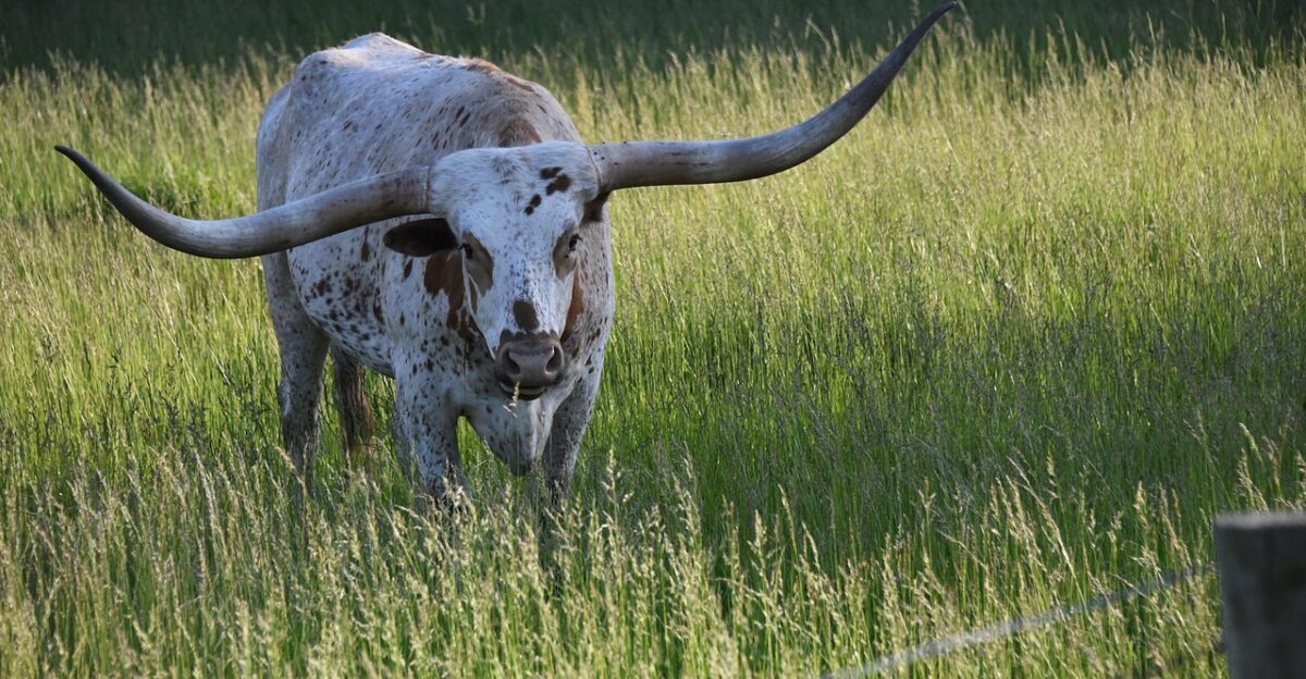longhorn texas cattle cow farm pasture longhorn longhorn longhorn longhorn longhorn