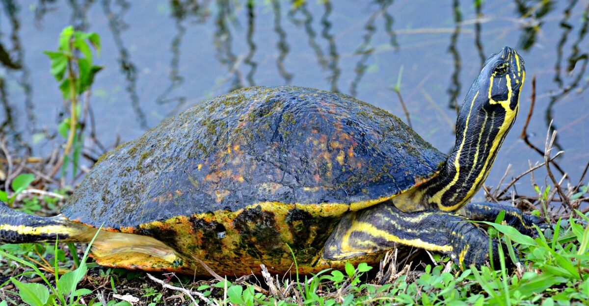 tortoise everglades national park florida turtle everglades wildlife animal nature park national water outdoor grass everglades everglades everglades everglades everglades
