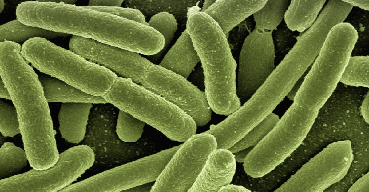 koli bacteria, escherichia coli, bacteria, disease, pathogens, microscopy, electron microscopy, electron microscope, vaccination, immune system, diseases, vaccine, escherichia, infect, infection, risk of infection, pathogen, viruses, bacteria, bacteria, bacteria, bacteria, bacteria
