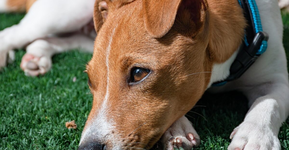 jack russell terrier puppy dog pet canine animal breed mammal sad dog terrier nature eyes portrait friend dog eyes jack russel friendly muzzle brown eye adorable domestic doggy dog portrait animal word dog wallpaper lying down