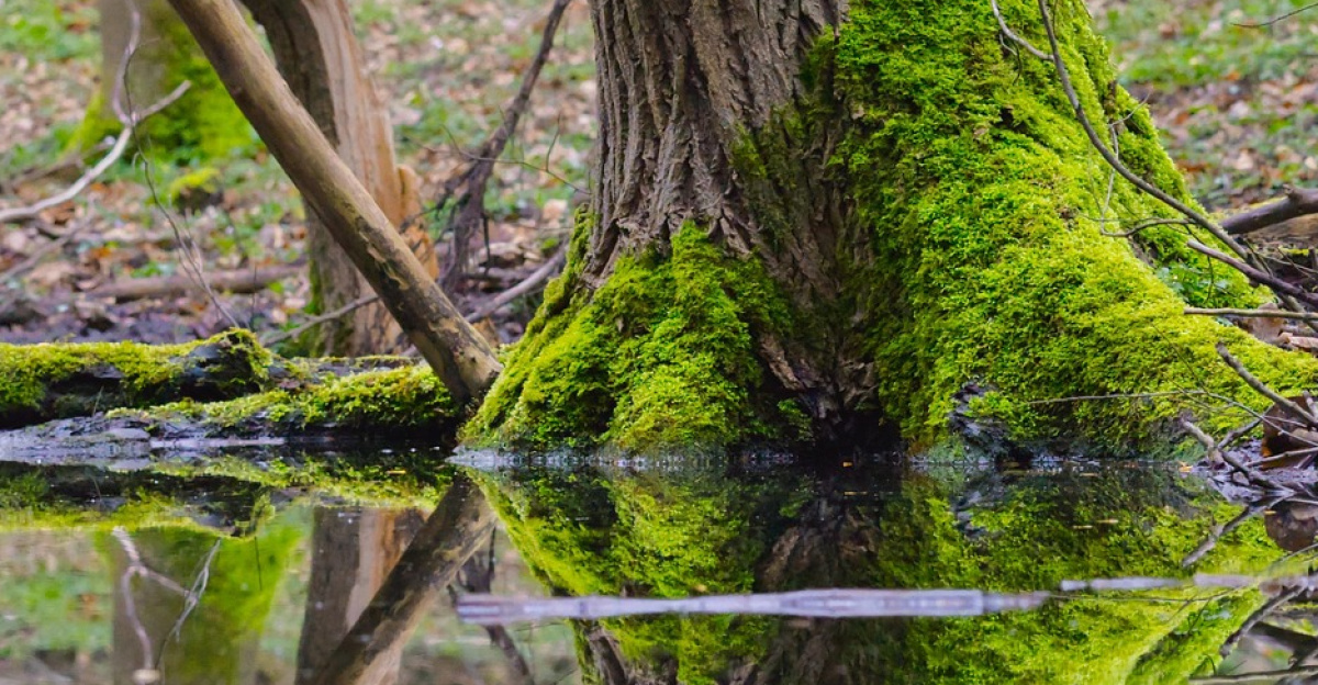 tree trunk, moss, lake, forest, reflection, storm damage, storm, nature