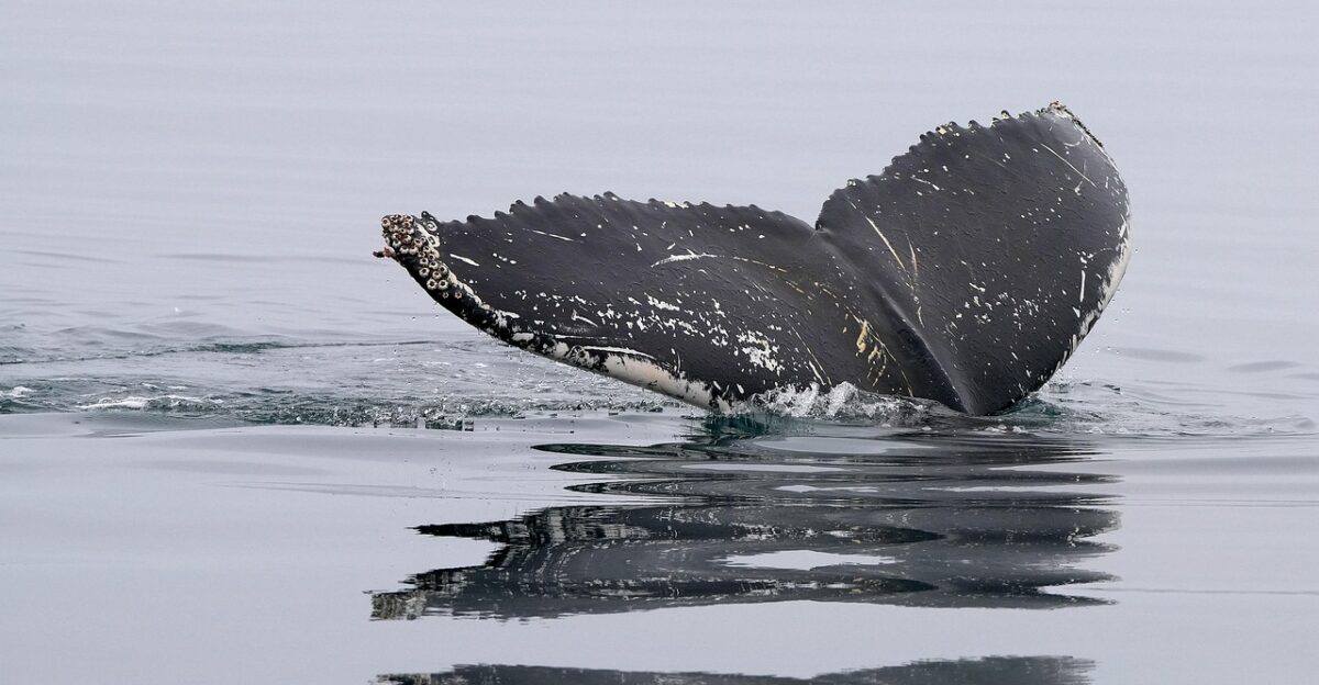 whale humpback whale nature tail fin ocean dive sea