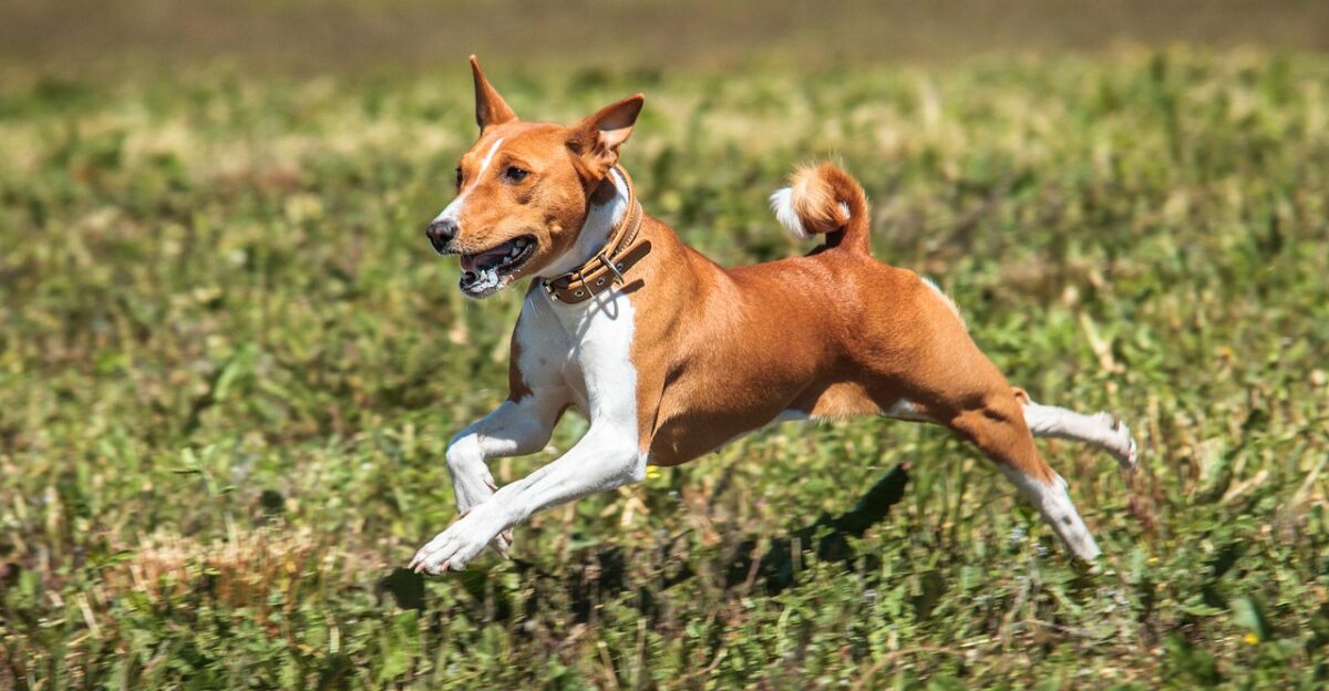 basenji dog running field outdoors active animal agility nature athletic canine pet competition fun game