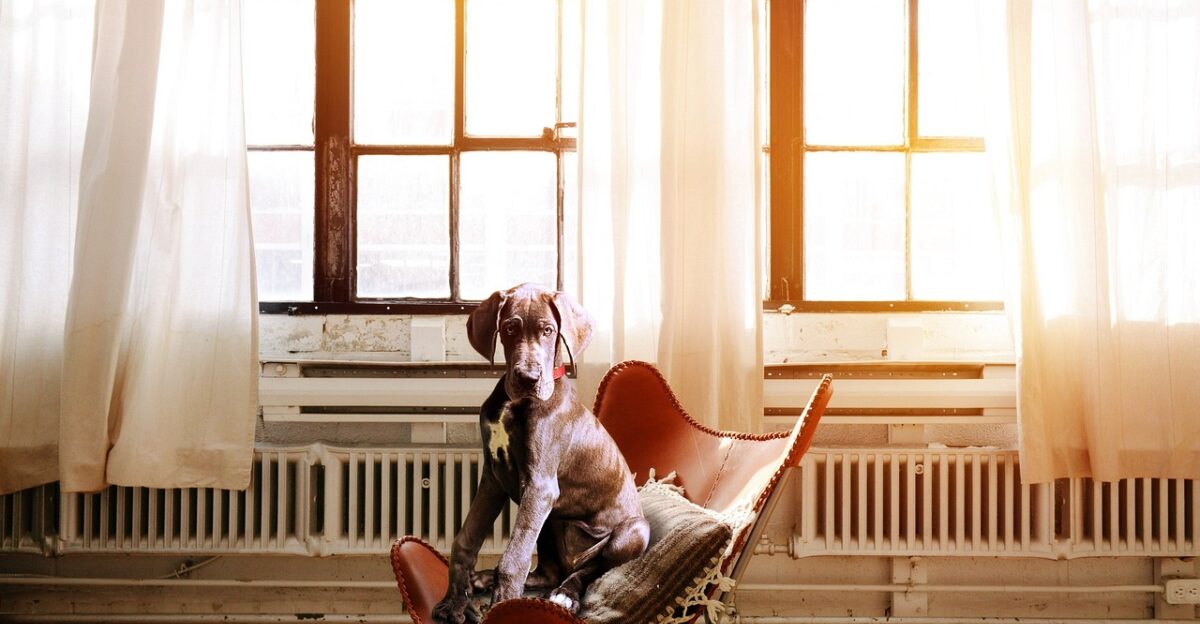 dog nature chair boss executive chair dog sitting in a chair comfortable pillow sun office window curtains dog chair dog basket cute proudly stress-free animals great dane big dog dog training obedience friend human animal domestic animal radiator education rude baby great dane pet puppy great dane puppy break relax fur time out to sit photoshop image editing image manipulation digital art