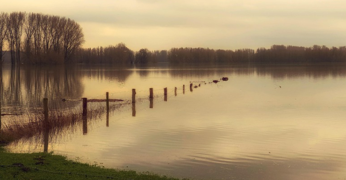 river, flood, bank, water, flooding, climate change, disaster, rhine, flood disaster, reflection, water level, trees, flooded, clouds, sky, nature, flood, flood, flood, flood, flood, flooding, flooding, climate change, climate change, water level