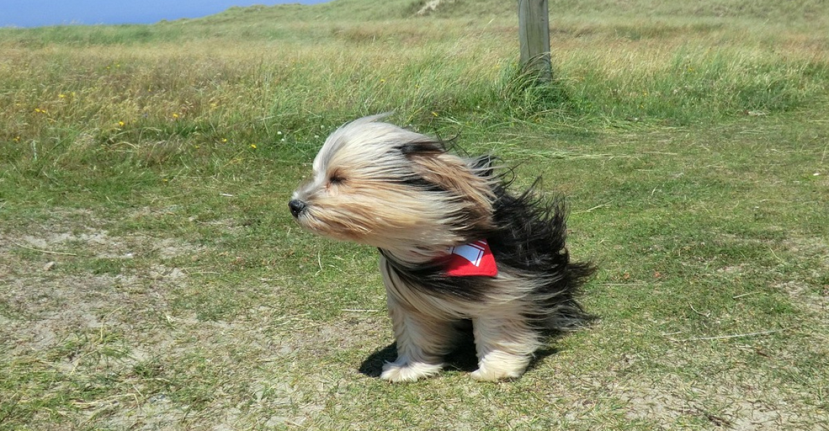 dog, wind, animal, cute, pet, outdoor, summer, travel, doggy, sky, small, nature, strong, storm