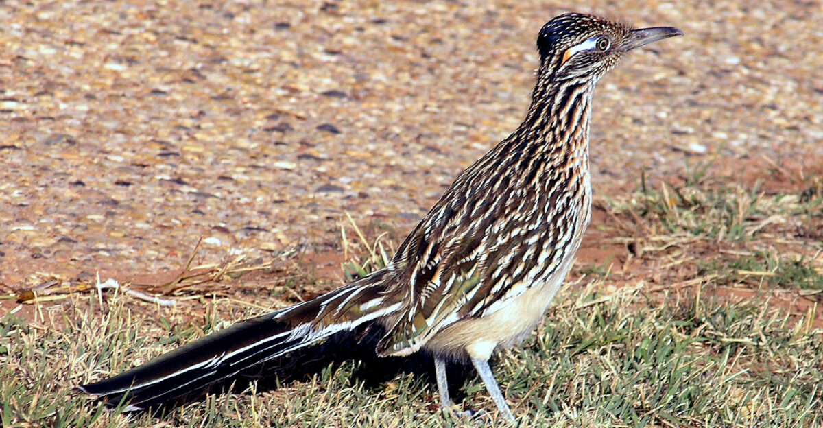 A Great Roadrunner Geococcyx californianus in the Caprock Canyons State Park and Trailway along the Caprock in West Texas USA
