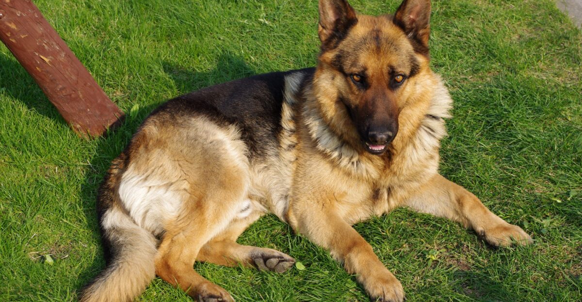 A German Shepherd dog